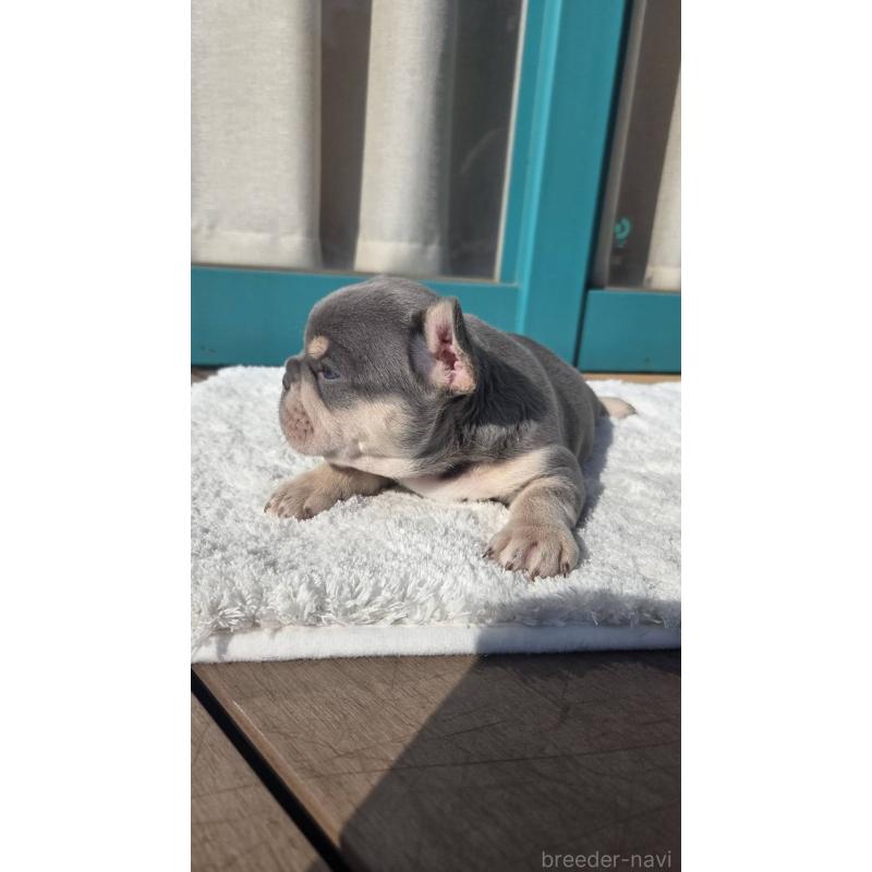 販売中の愛媛県のフレンチブルドッグ-453843の7枚目