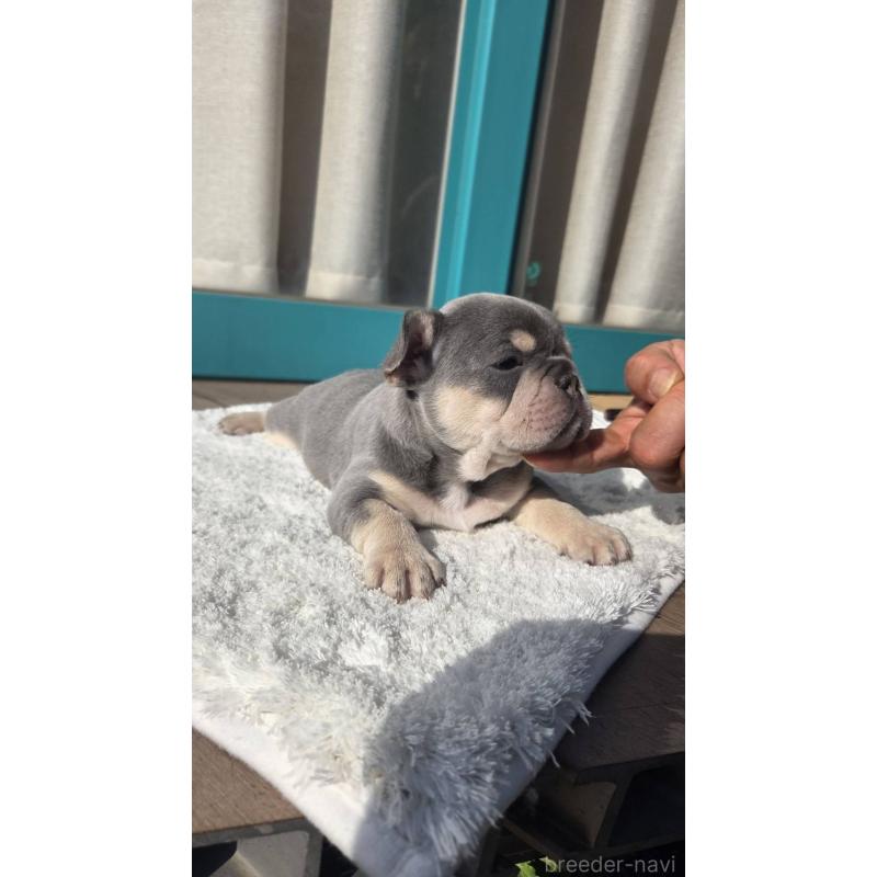 販売中の愛媛県のフレンチブルドッグ-453843の4枚目