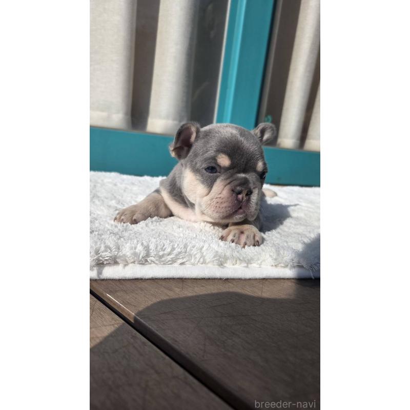 販売中の愛媛県のフレンチブルドッグ-453843の3枚目