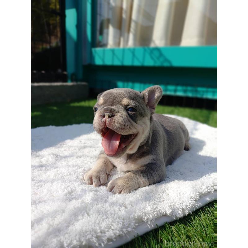 販売中の愛媛県のフレンチブルドッグ-453843の2枚目