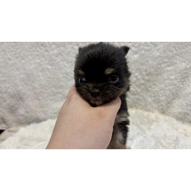 販売中の滋賀県のチワワ(ロングコート)-453845の7枚目