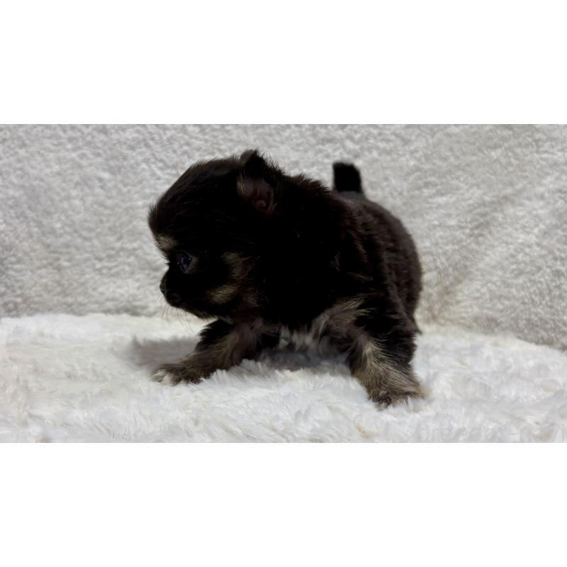 販売中の滋賀県のチワワ(ロングコート)-453845の6枚目