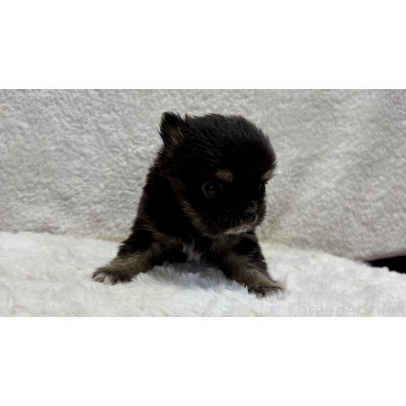 販売中の滋賀県のチワワ(ロングコート)-453845の5枚目