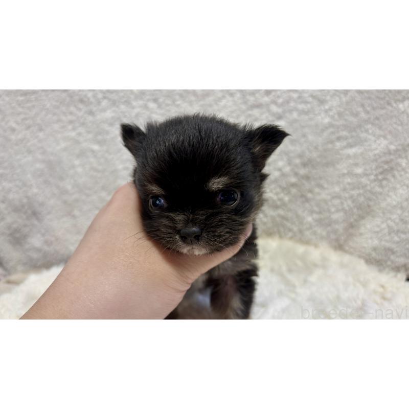 販売中の滋賀県のチワワ(ロングコート)-453845の4枚目