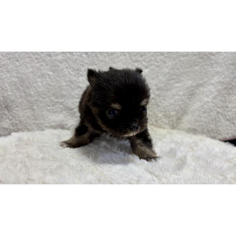 販売中の滋賀県のチワワ(ロングコート)-453845の3枚目