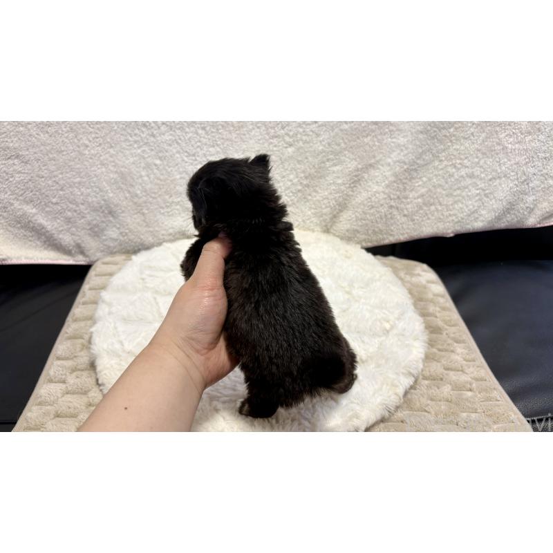 販売中の滋賀県のチワワ(ロングコート)-453845の2枚目