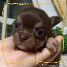 オンライン見学