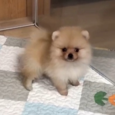 ♀︎ポメラニアン