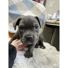 オンライン見学