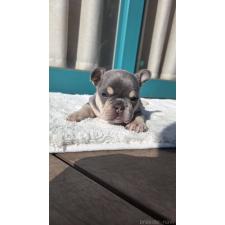 フレンチブルドッグの子犬