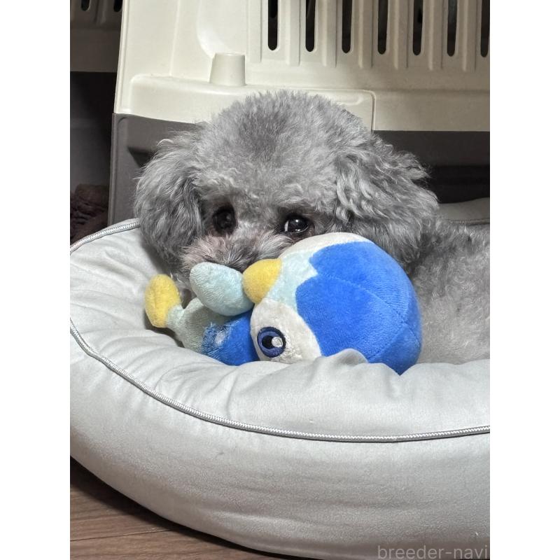 犬舎紹介の香川県の犬舎紹介-5459の2枚目