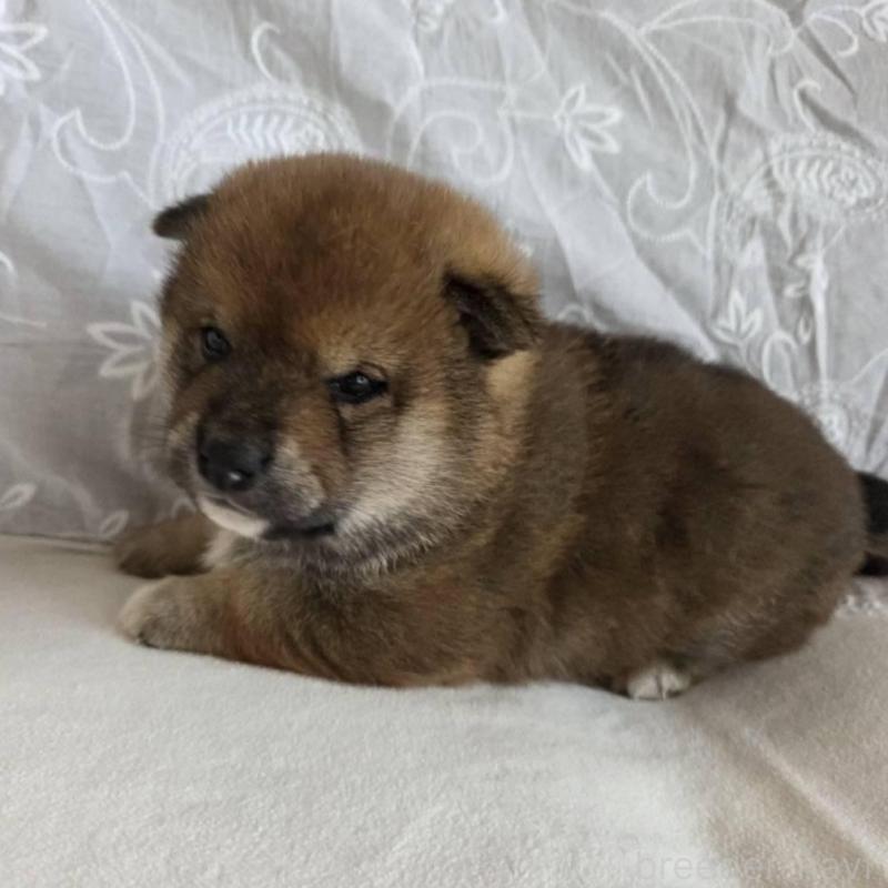 販売中の群馬県の柴犬-453850の5枚目