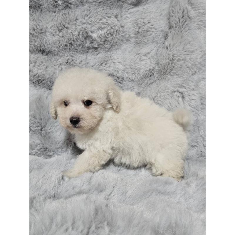 販売中の東京都のトイプードル-453848の2枚目