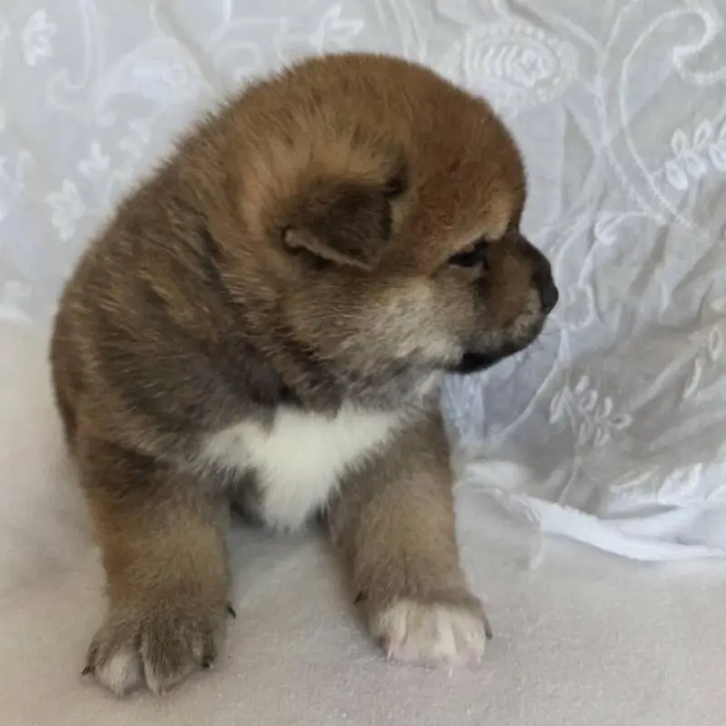 販売中の群馬県の柴犬-453850の4枚目