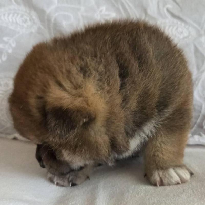 販売中の群馬県の柴犬-453850の3枚目