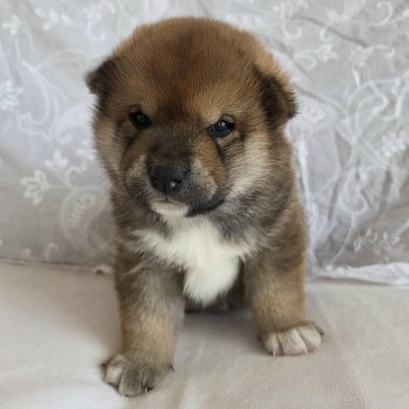 販売中の群馬県の柴犬-453850の2枚目