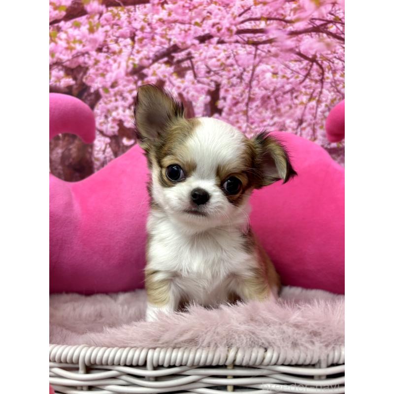 販売中の神奈川県のチワワ(ロングコート)-453851の5枚目