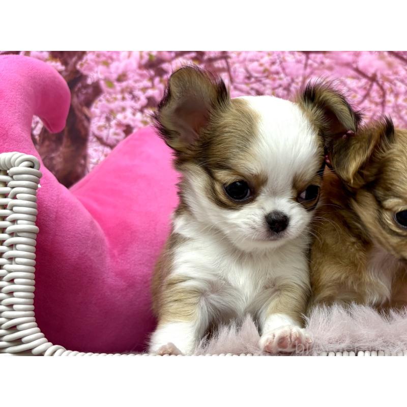 販売中の神奈川県のチワワ(ロングコート)-453851の4枚目