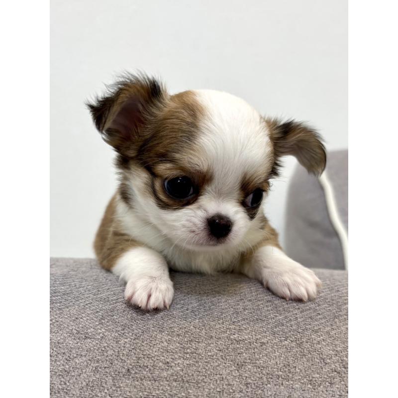 販売中の神奈川県のチワワ(ロングコート)-453851の3枚目