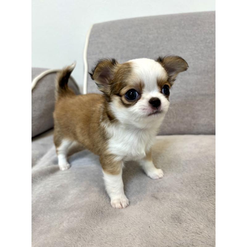 販売中の神奈川県のチワワ(ロングコート)-453851の2枚目