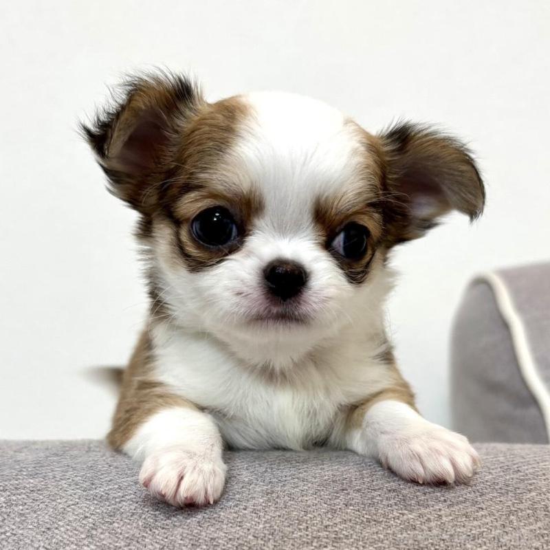 販売中の神奈川県のチワワ(ロングコート)-453851