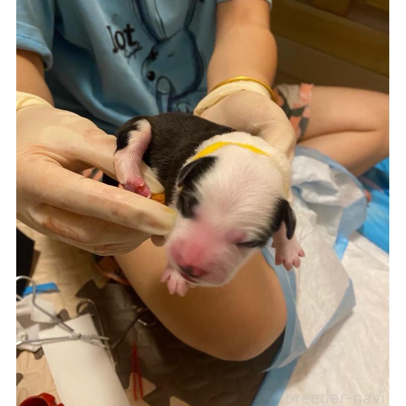 犬舎紹介の埼玉県の犬舎紹介-5332の4枚目