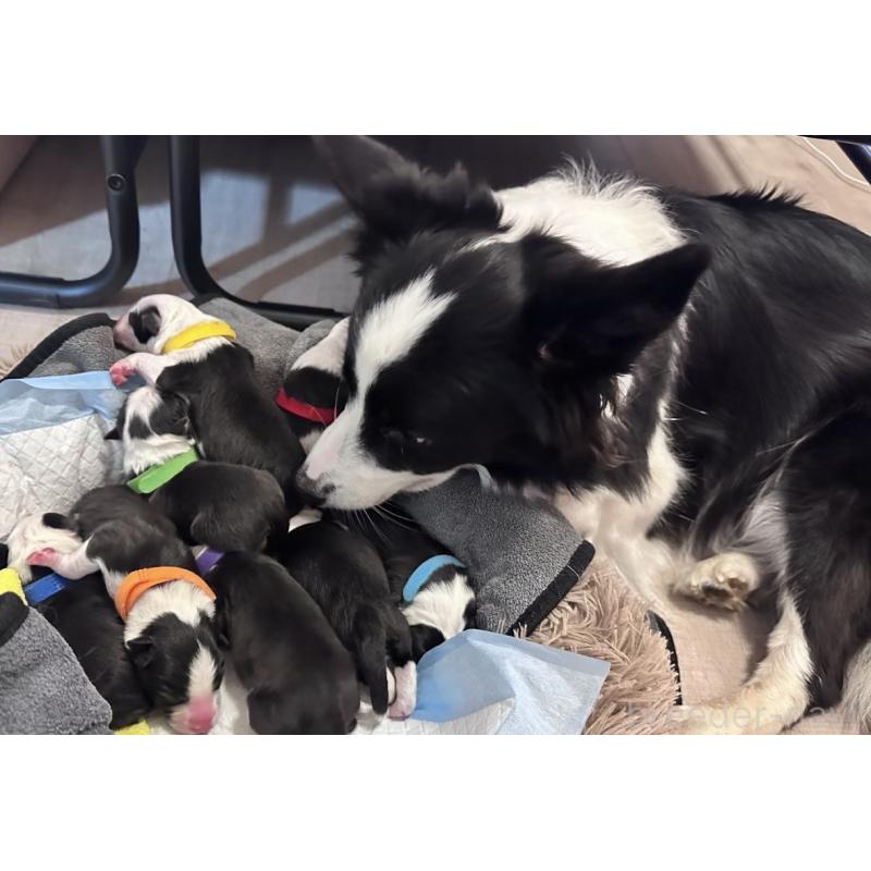 犬舎紹介の埼玉県の犬舎紹介-5332の5枚目