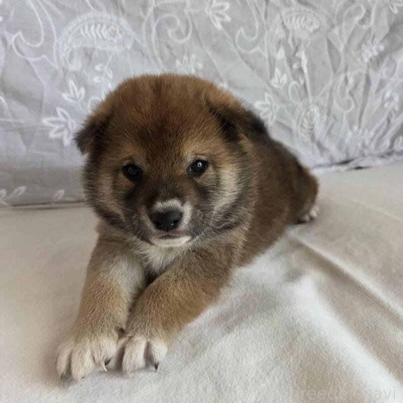 販売中の群馬県の柴犬-453853の5枚目