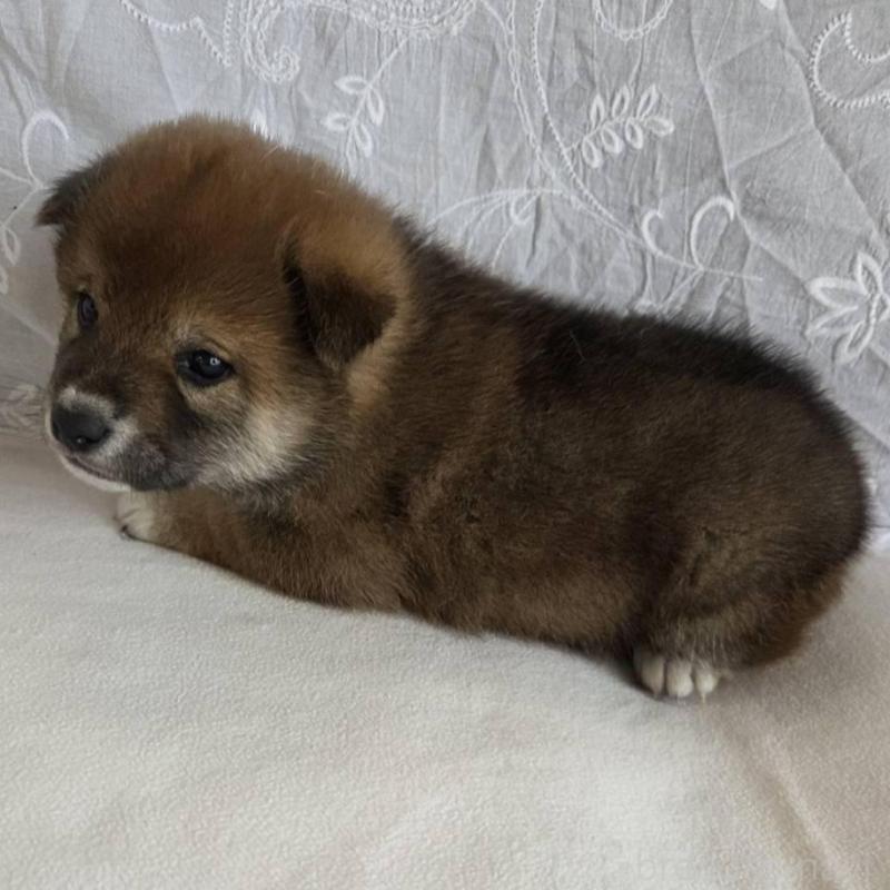 販売中の群馬県の柴犬-453853の4枚目