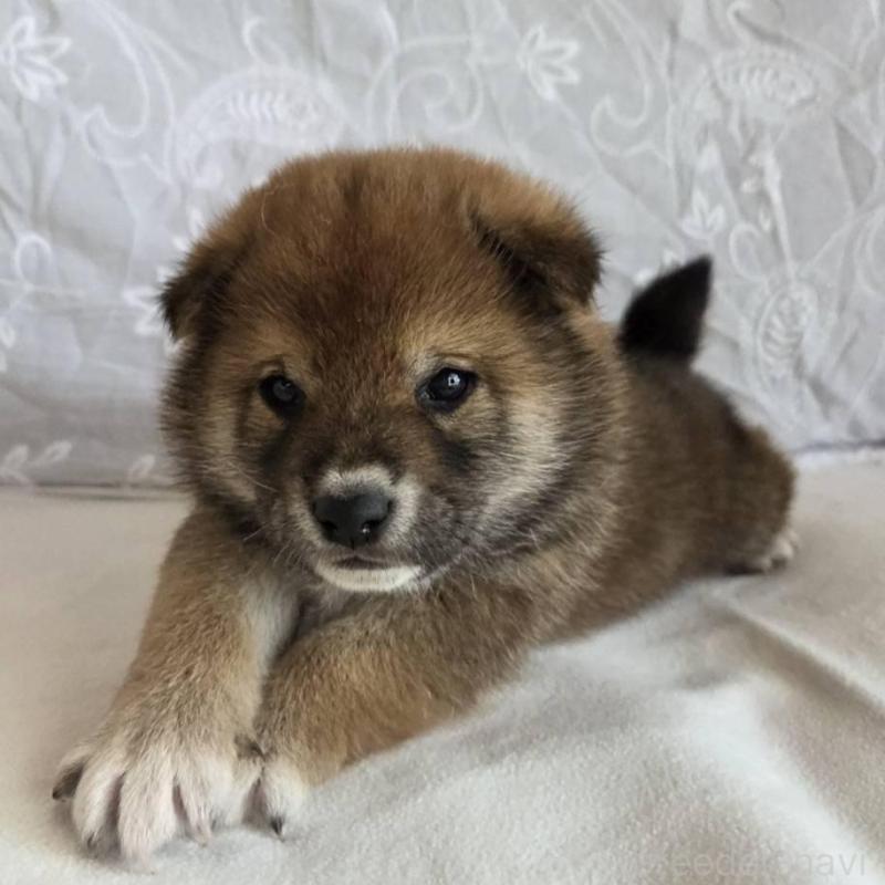 販売中の群馬県の柴犬-453853の3枚目