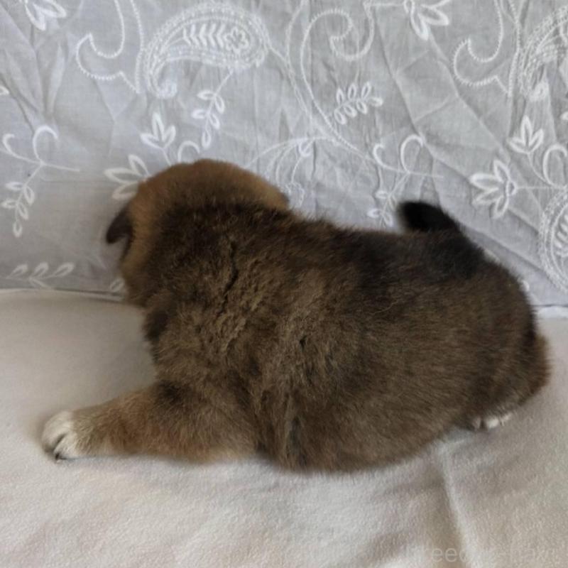 販売中の群馬県の柴犬-453853の2枚目