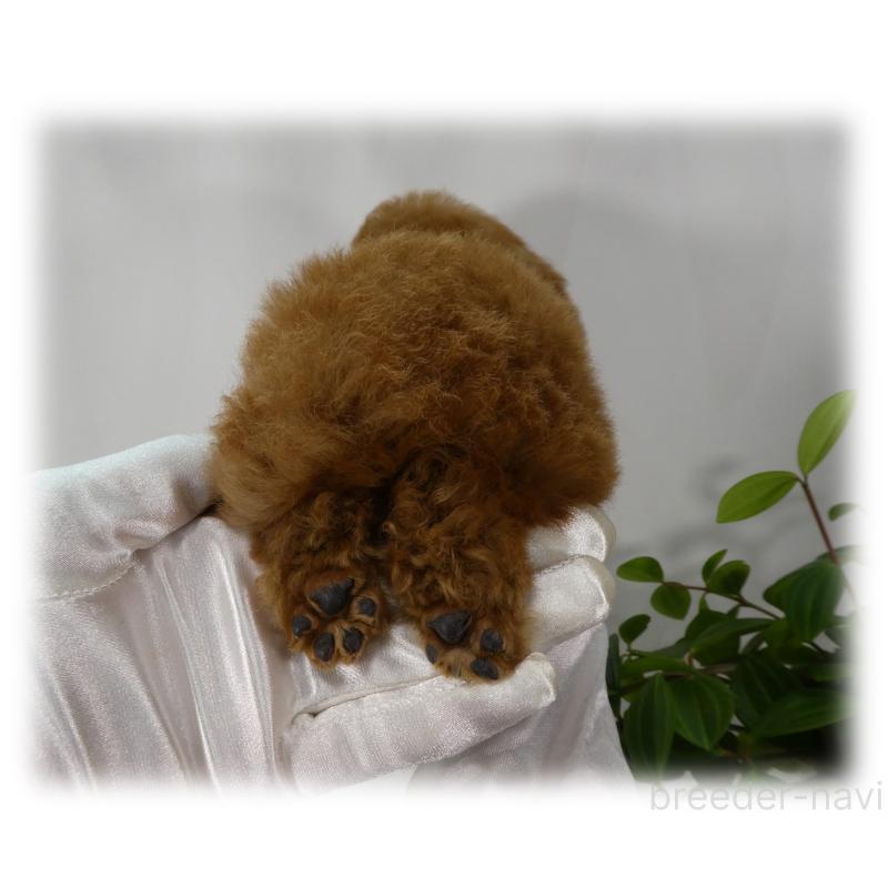 販売中の埼玉県のティーカッププードル-453855の13枚目