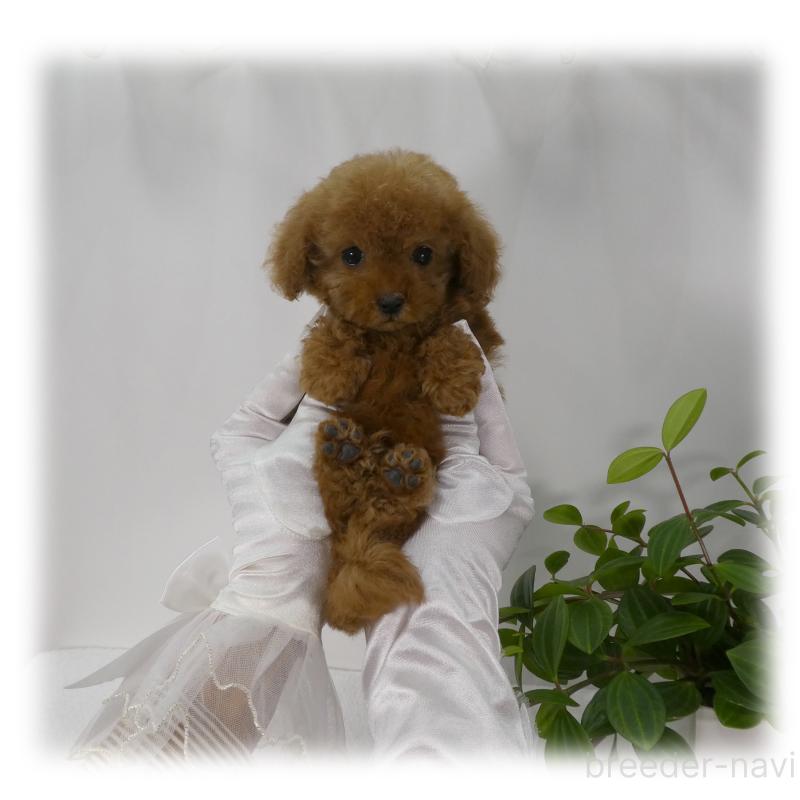 販売中の埼玉県のティーカッププードル-453855の12枚目