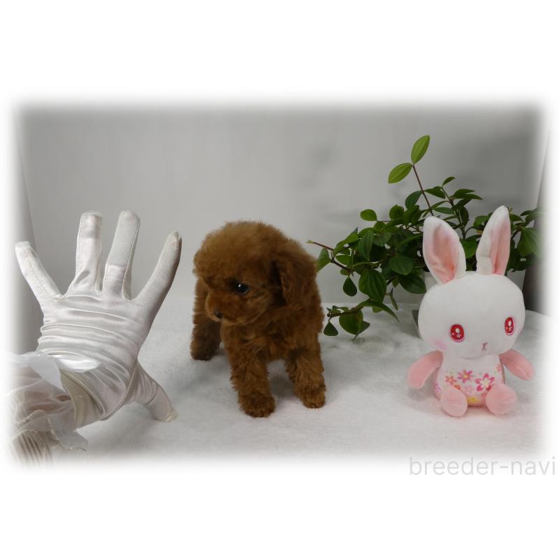 販売中の埼玉県のティーカッププードル-453855の10枚目