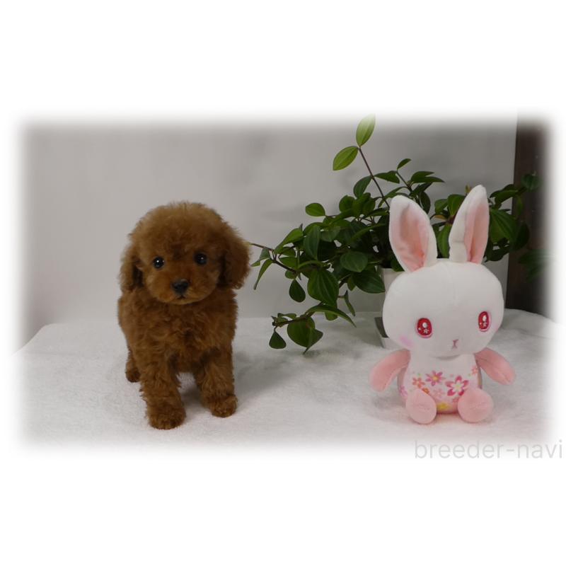 販売中の埼玉県のティーカッププードル-453855の9枚目