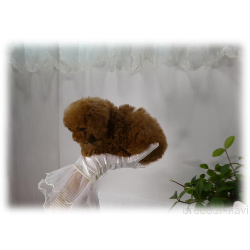 販売中の埼玉県のティーカッププードル-453855の8枚目