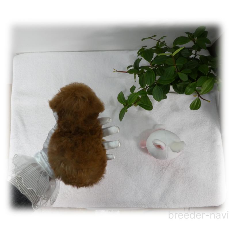 販売中の埼玉県のティーカッププードル-453855の7枚目