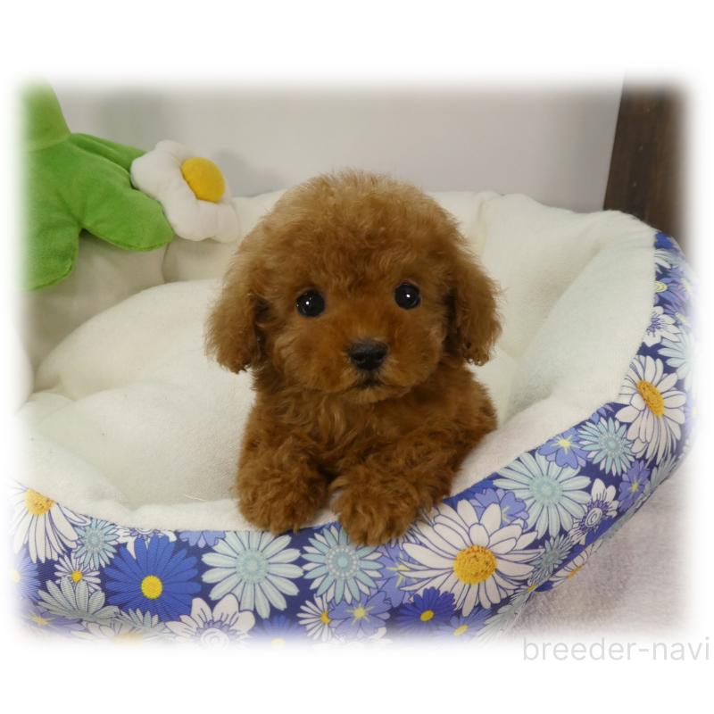 販売中の埼玉県のティーカッププードル-453855の6枚目