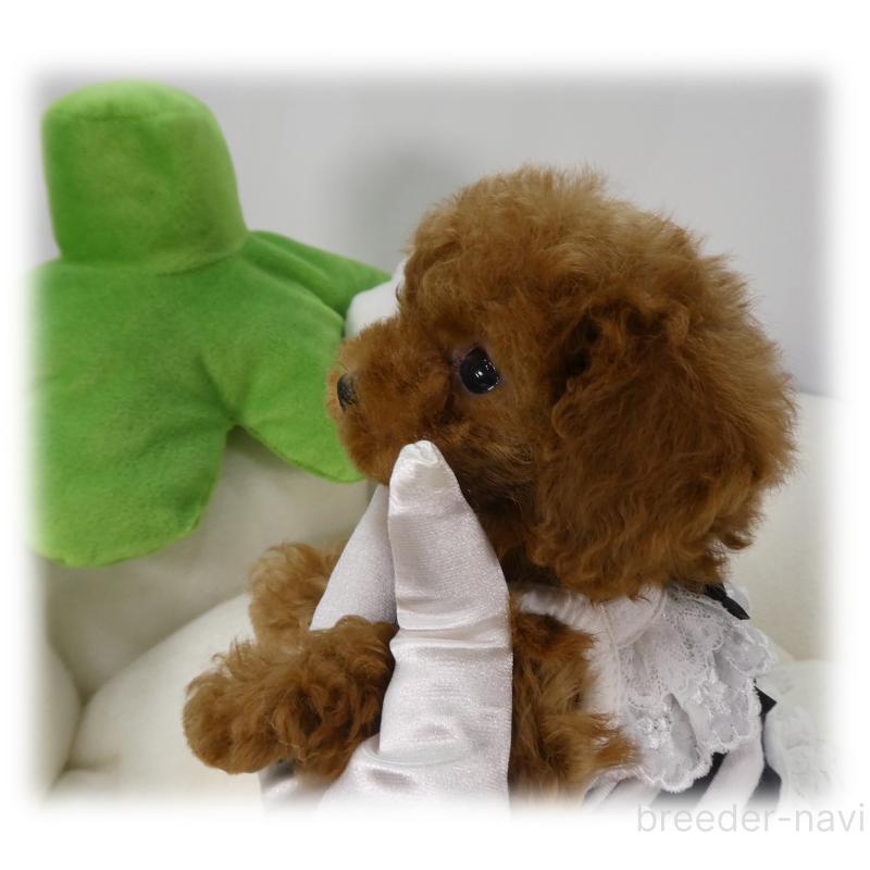 販売中の埼玉県のティーカッププードル-453855の4枚目