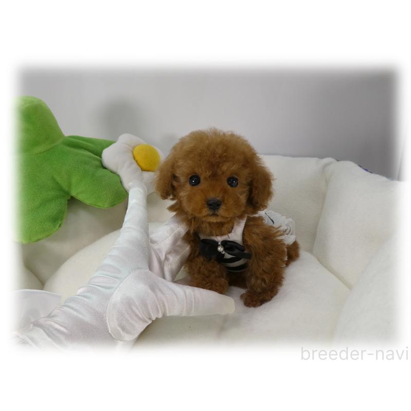 販売中の埼玉県のティーカッププードル-453855の3枚目