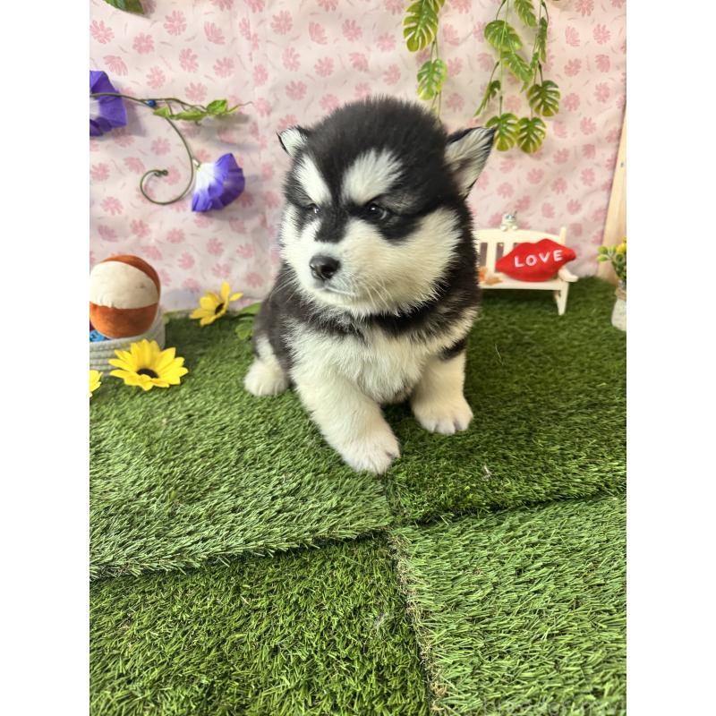 販売中の静岡県のアラスカンマラミュート-453858の8枚目