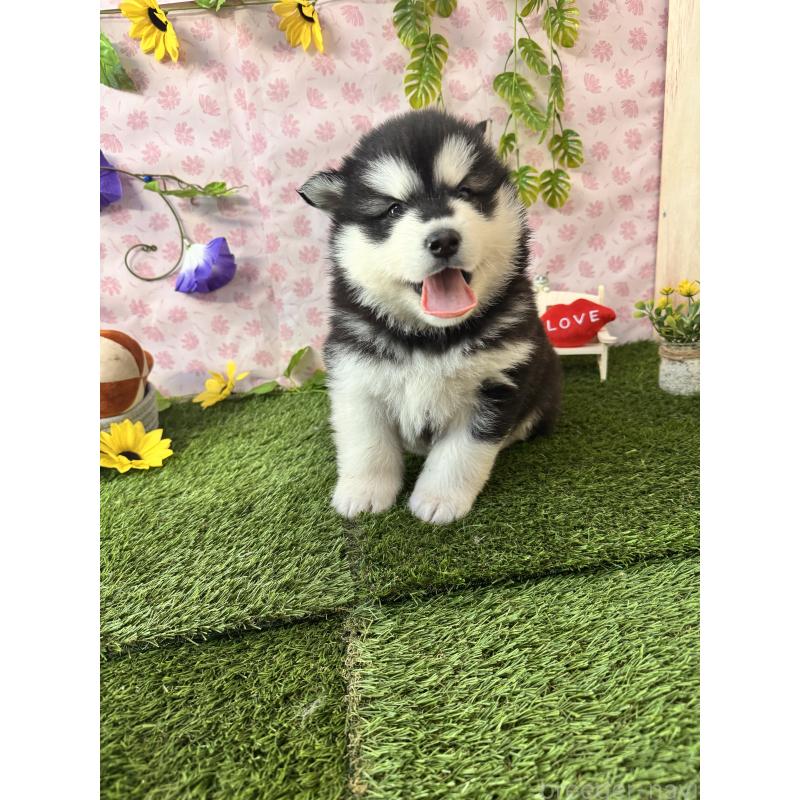 販売中の静岡県のアラスカンマラミュート-453858の7枚目