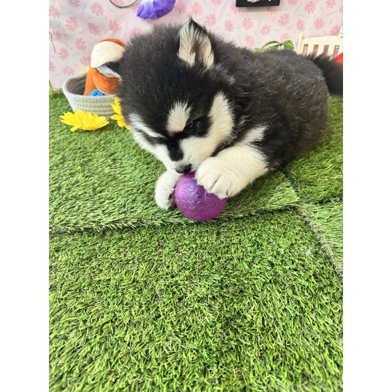 販売中の静岡県のアラスカンマラミュート-453858の6枚目