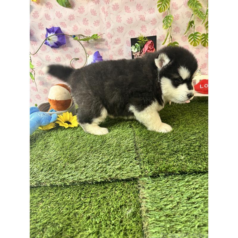 販売中の静岡県のアラスカンマラミュート-453858の5枚目