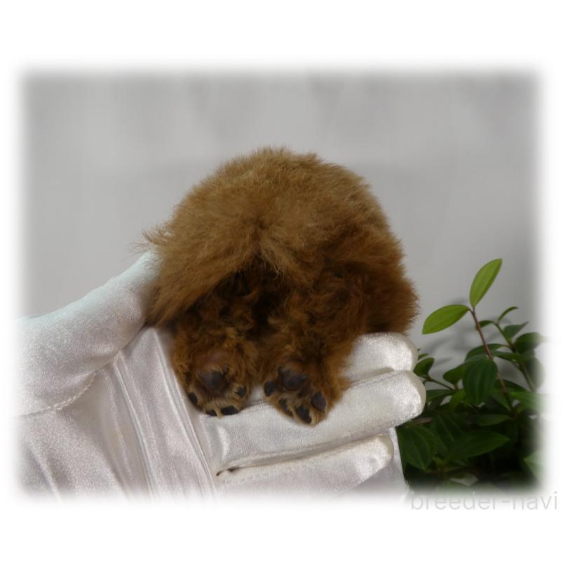 販売中の埼玉県のティーカッププードル-453857の13枚目