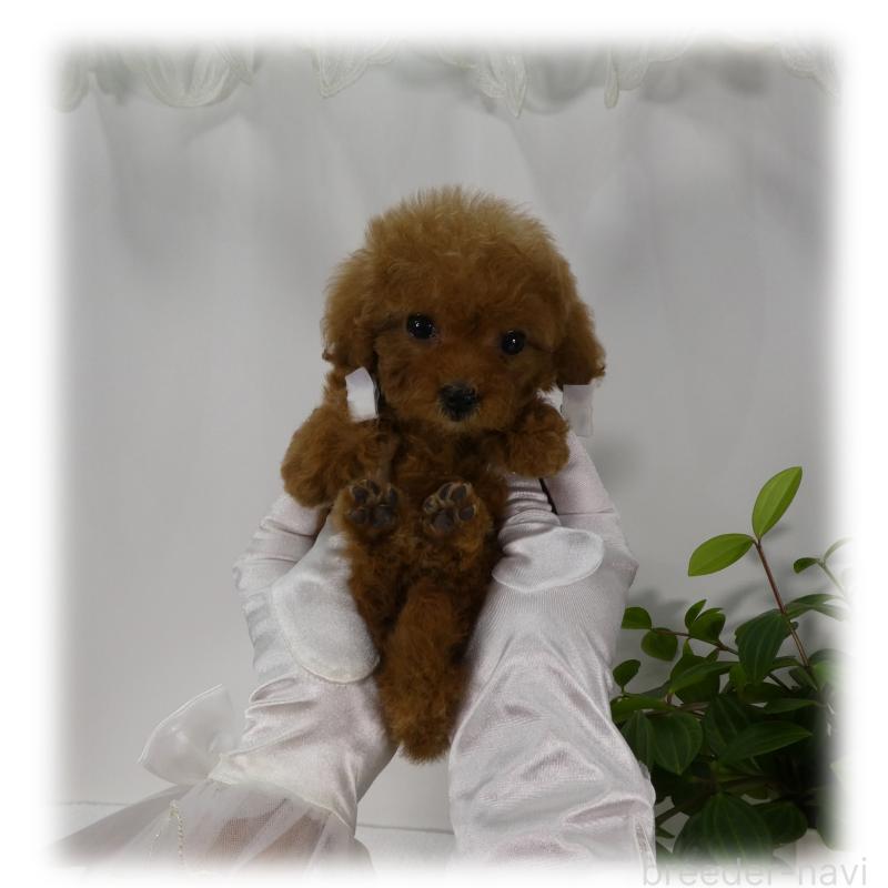 販売中の埼玉県のティーカッププードル-453857の12枚目