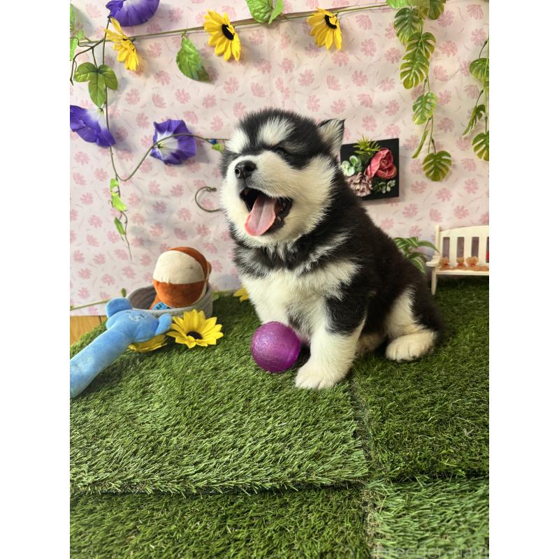 販売中の静岡県のアラスカンマラミュート-453858の4枚目