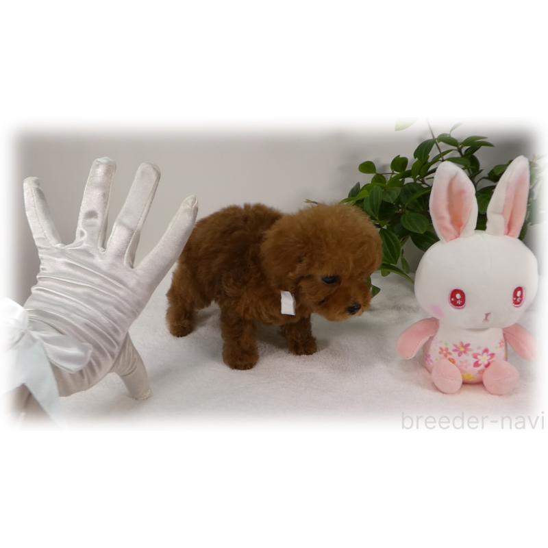 販売中の埼玉県のティーカッププードル-453857の10枚目