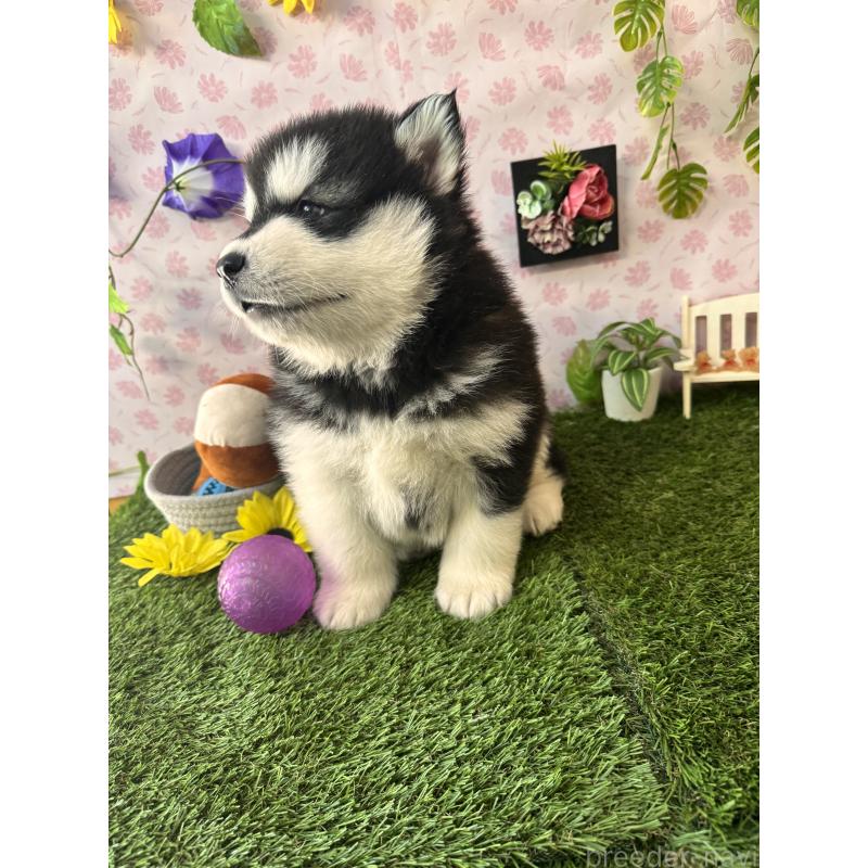 販売中の静岡県のアラスカンマラミュート-453858の3枚目