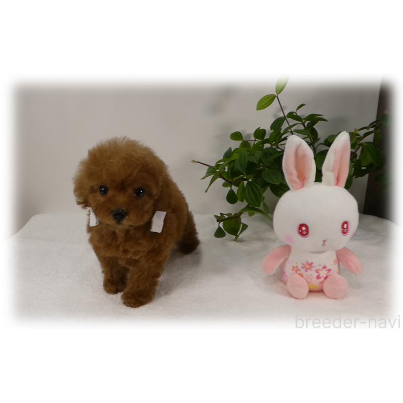 販売中の埼玉県のティーカッププードル-453857の9枚目